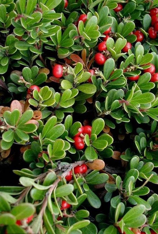 Bearberry (Arctostaphylos uva-ursi)