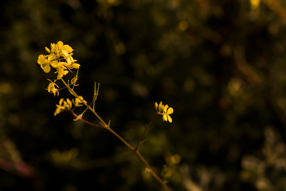 Evening primrose (Oenothera biennis)