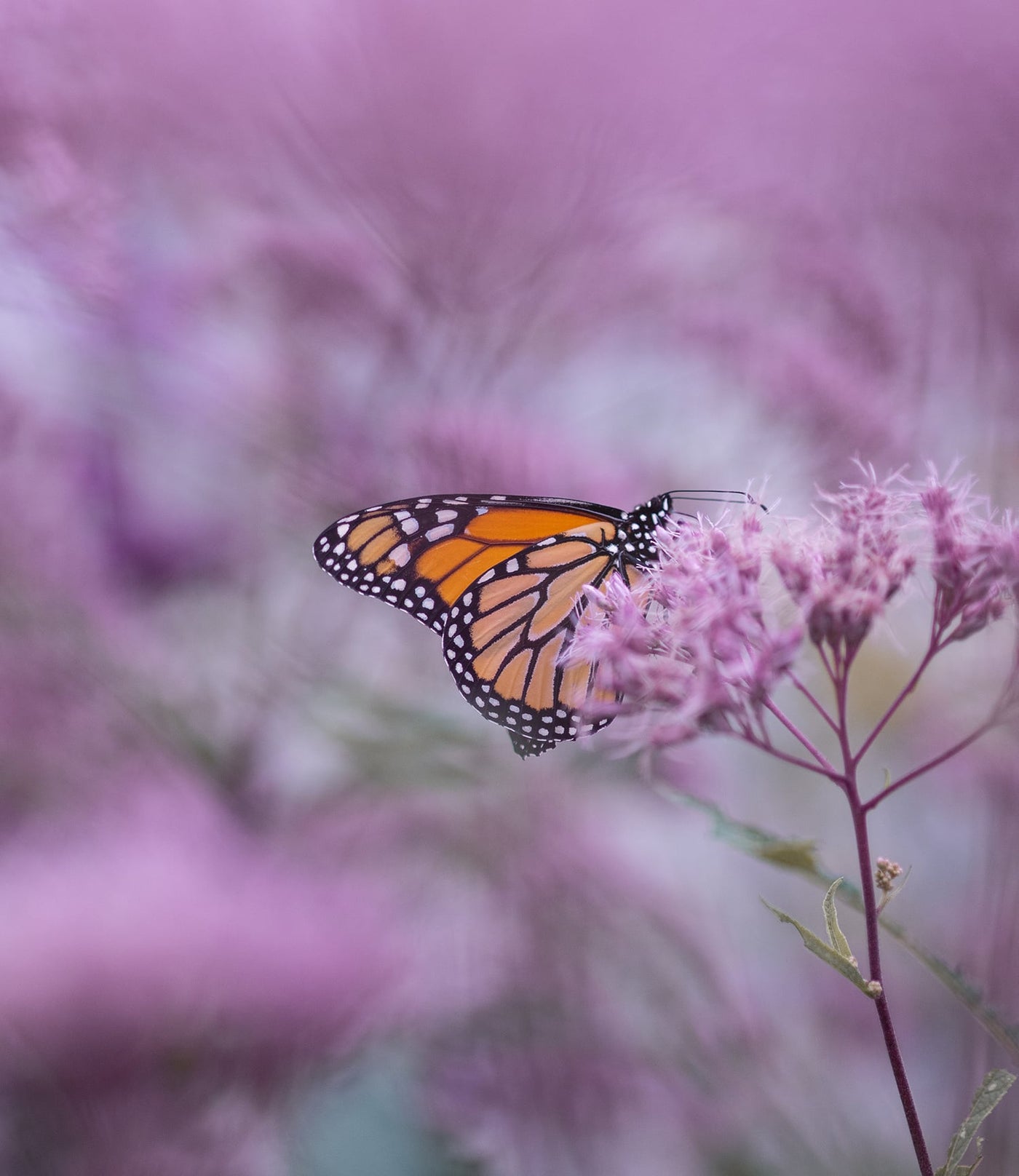 Demystifying Endometriosis: A Closer Look at the Quiet Epidemic of Endometriosis
