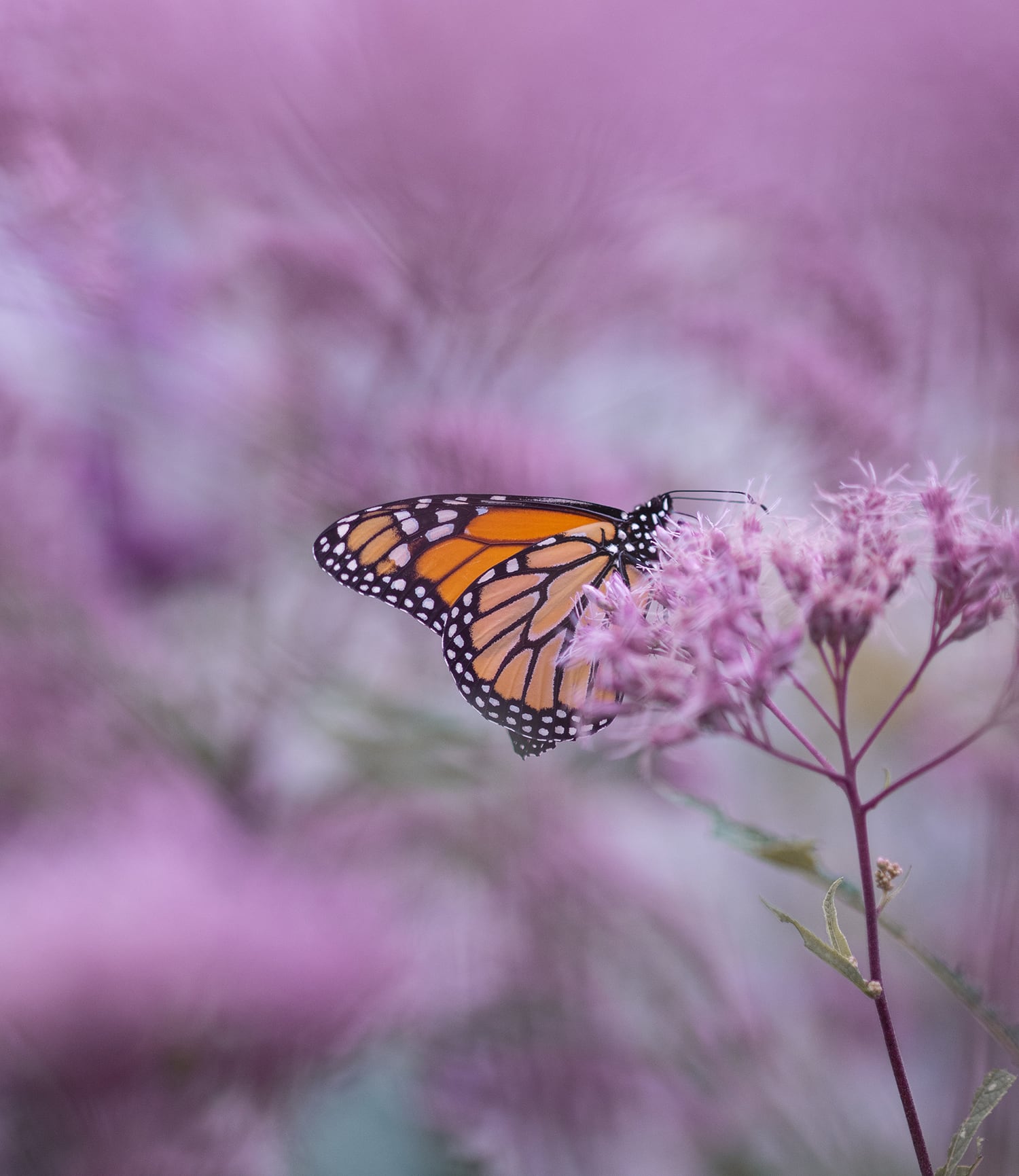 Demystifying Endometriosis: A Closer Look at the Quiet Epidemic of Endometriosis