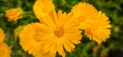 Calendula (Calendula officinalis)