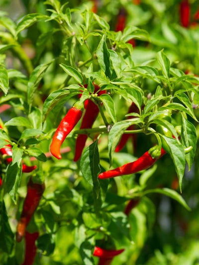 Cayenne (Capsicum annuum)