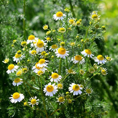 German Chamomile (Matricaria chamomilla)