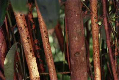 Cinnamon (Cinnamomum verum)