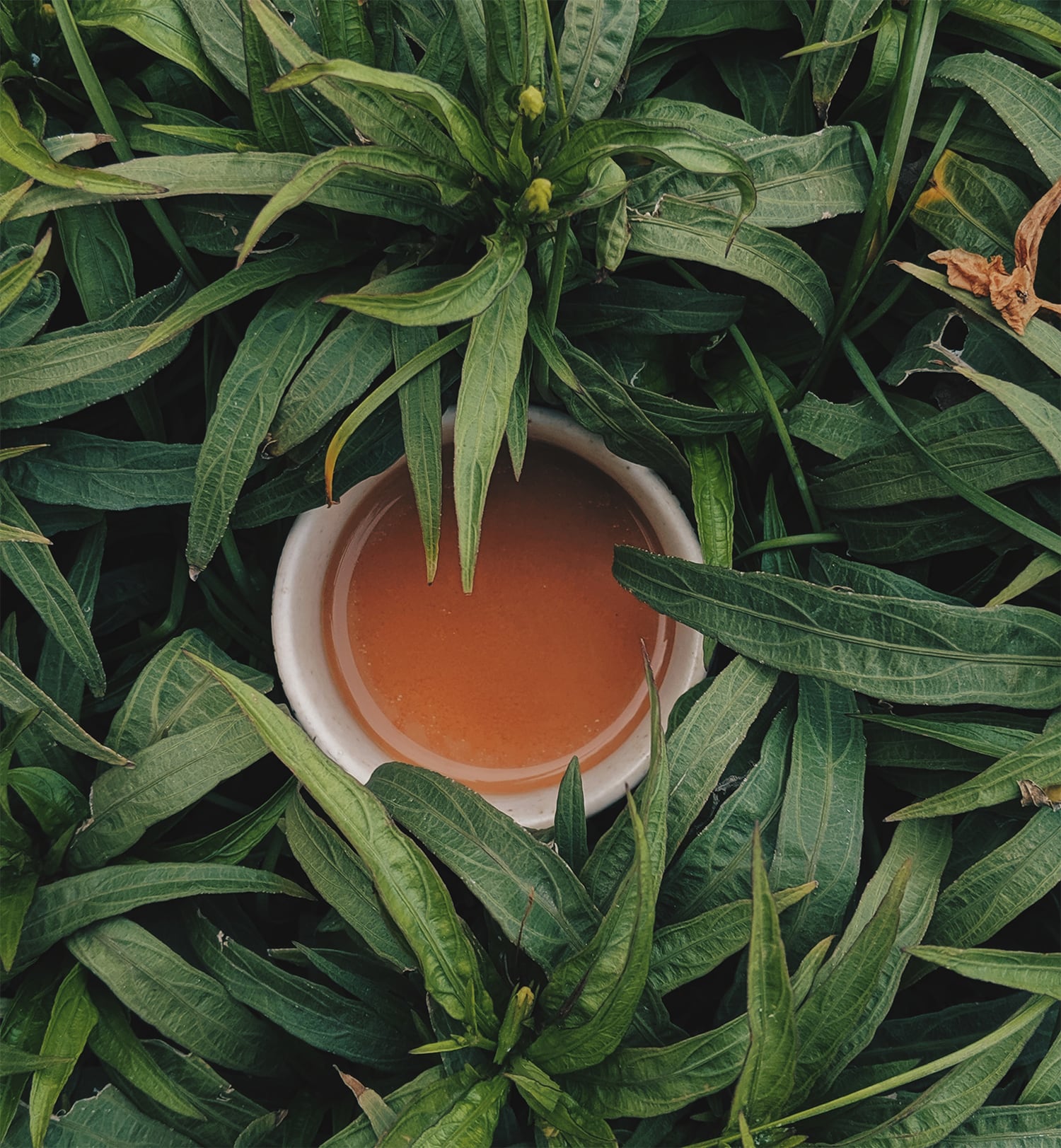 Your Step-by-Step Guide to an All-Natural Detox