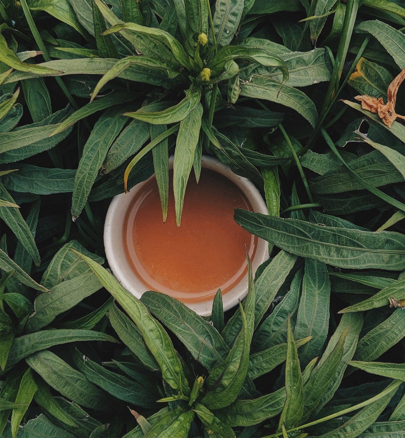 Your Step-by-Step Guide to an All-Natural Detox