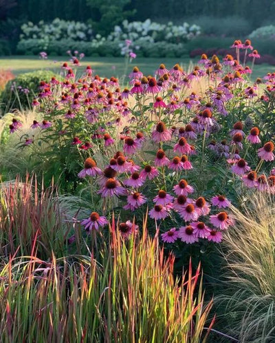 Echinacea (Echinacea angustifolia/purpurea)