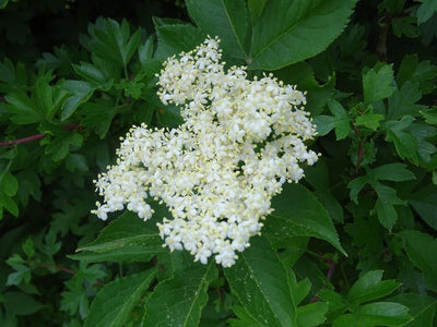 Elder (Sambucus nigra)