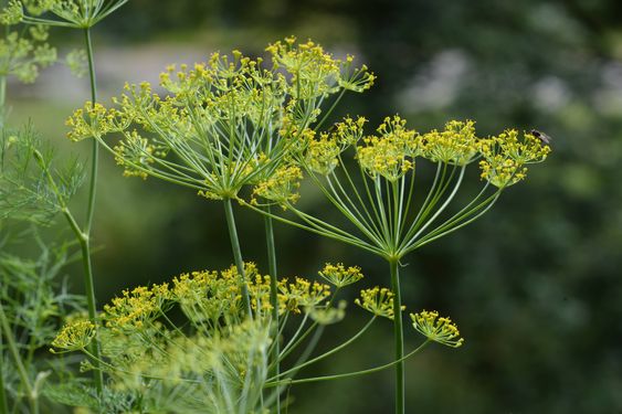 Fennel (Foeniculum vulgare)