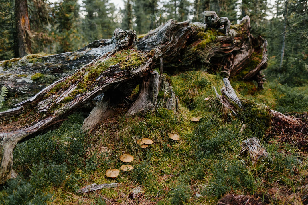 Cleansing Herbs on Your Doorstep: The Spring Forage Detox Guide