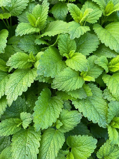 Lemon balm (Melissa officinalis)