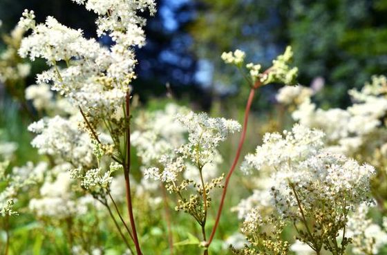 Meadowsweet (Filipendula ulmaria)