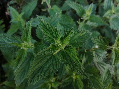 Stinging Nettle (Urtica dioica)