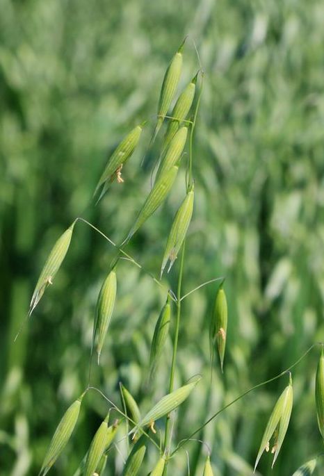 Oats, including milky oats and oatstraw (Avena sativa)