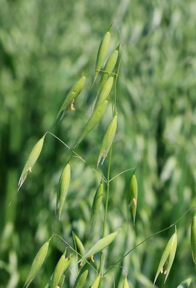 Oats, including milky oats and oatstraw (Avena sativa)
