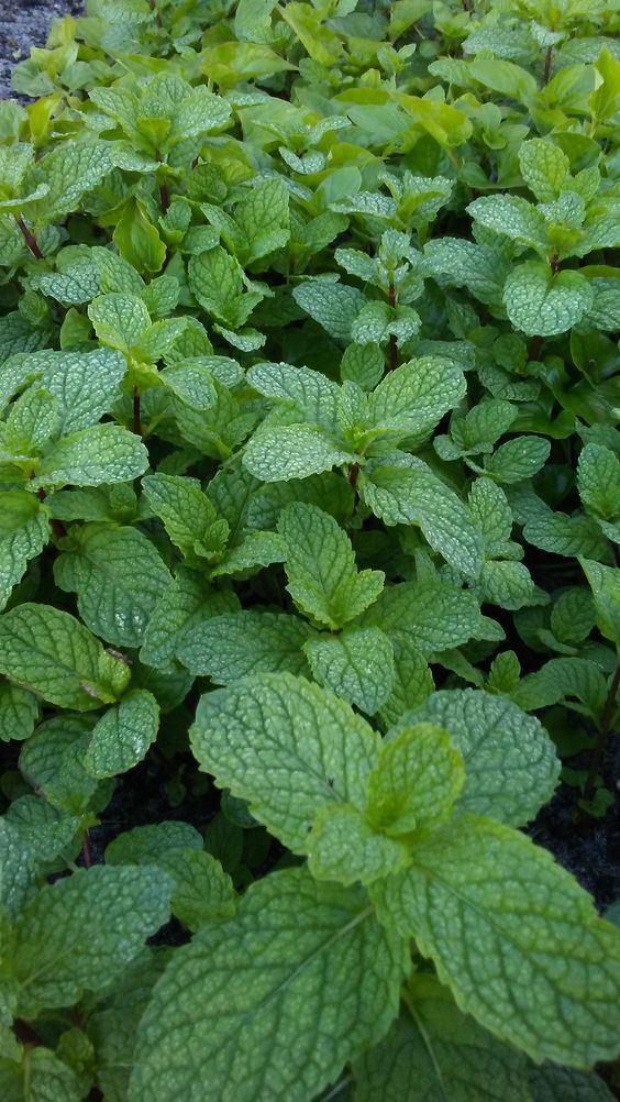 Peppermint (Mentha x piperita)