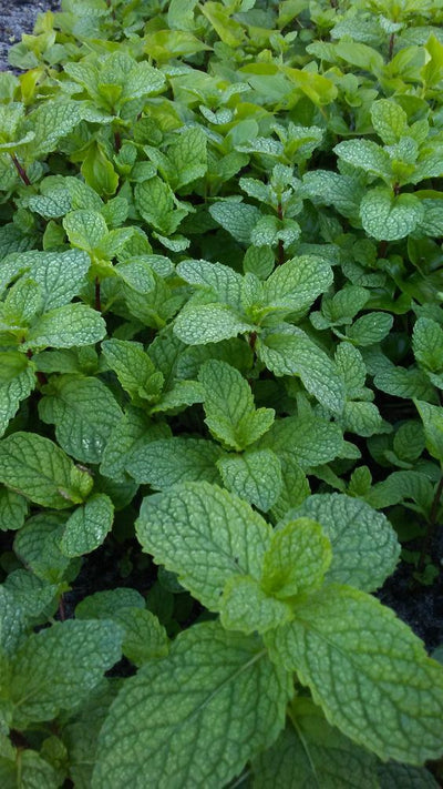 Peppermint (Mentha x piperita)