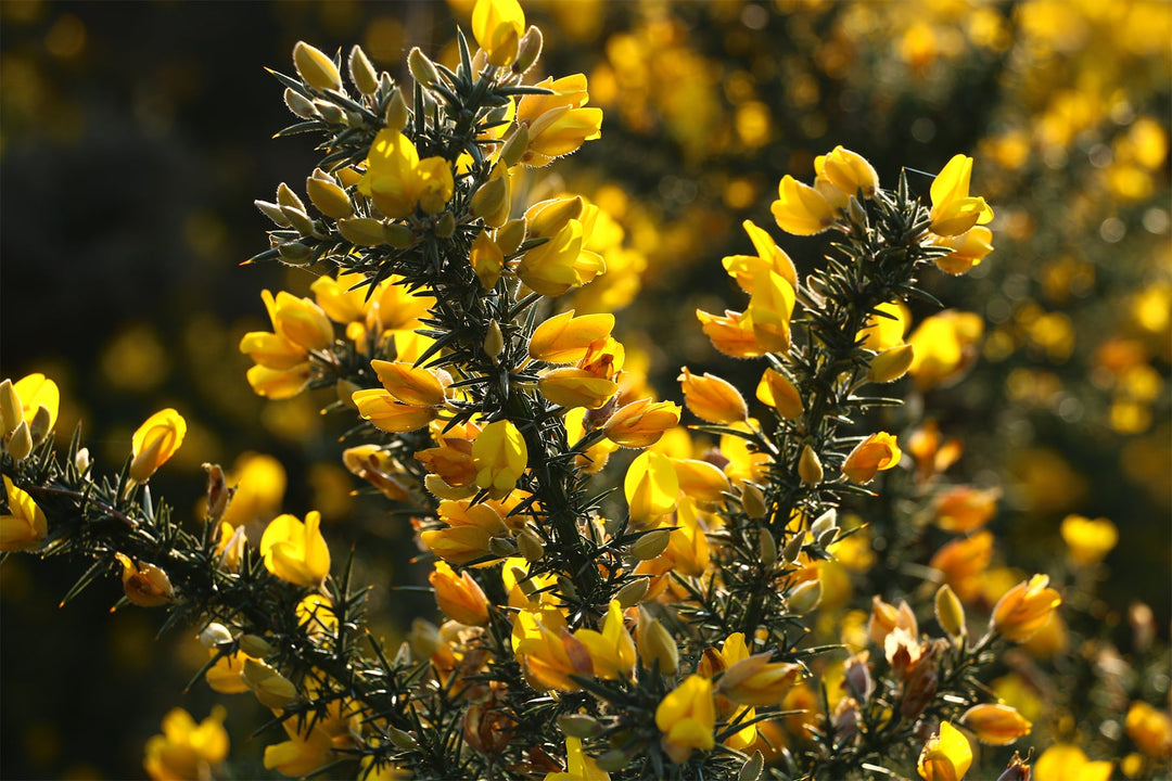 The Natural Health Guide to Fighting Hay Fever
