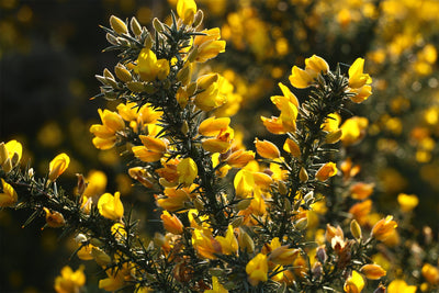 The Natural Health Guide to Fighting Hay Fever