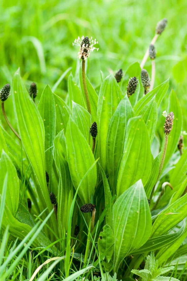 Plantain (Plantago spp.)