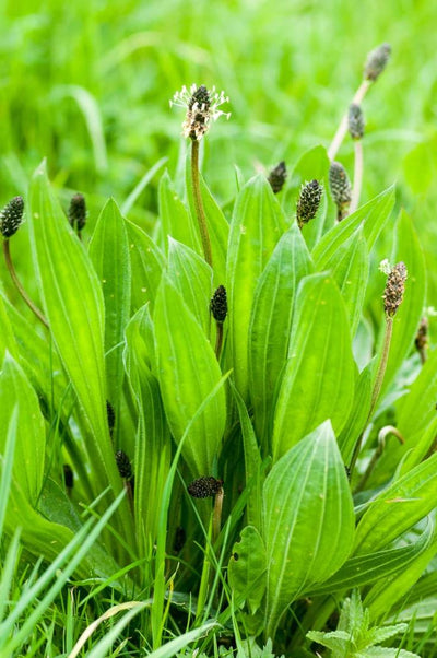 Plantain (Plantago spp.)