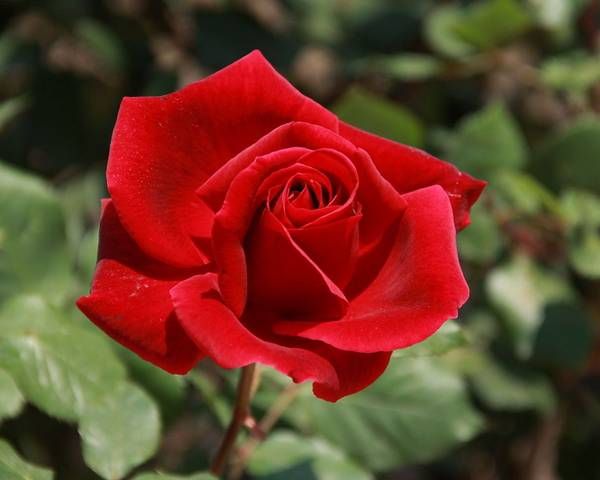 Rose (Rosa spp.)
