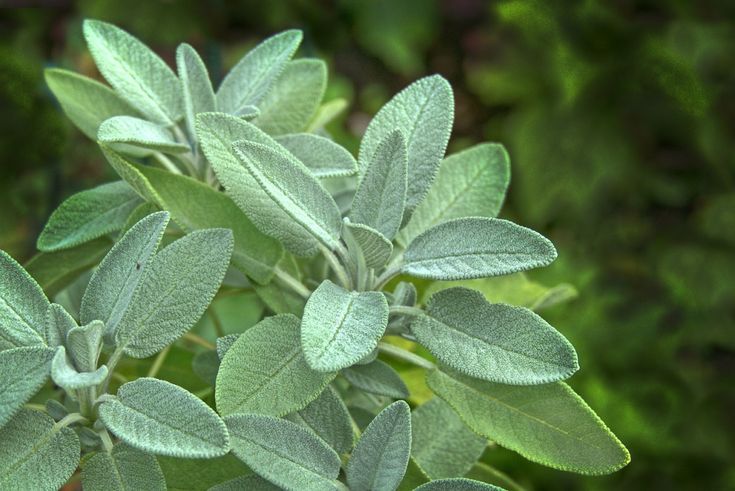 Sage (Salvia officinalis)