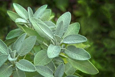 Sage (Salvia officinalis)