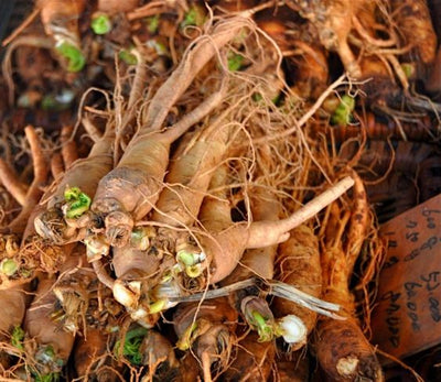 Siberian ginseng (Eleutherococcus senticosus)