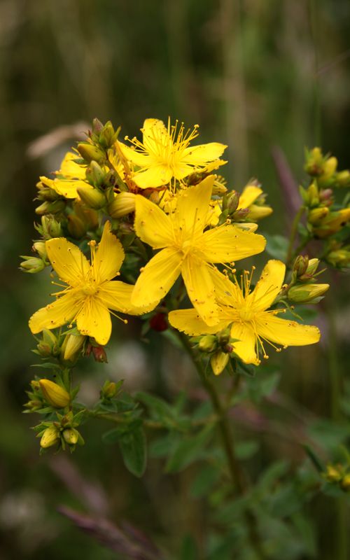 Saint John’s Wort (Hypericum perforatum)
