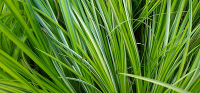 Sweet Flag (Acorus calamus)