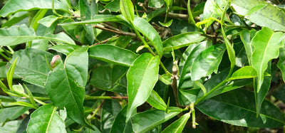 Tea plant (Camellia sinensis)