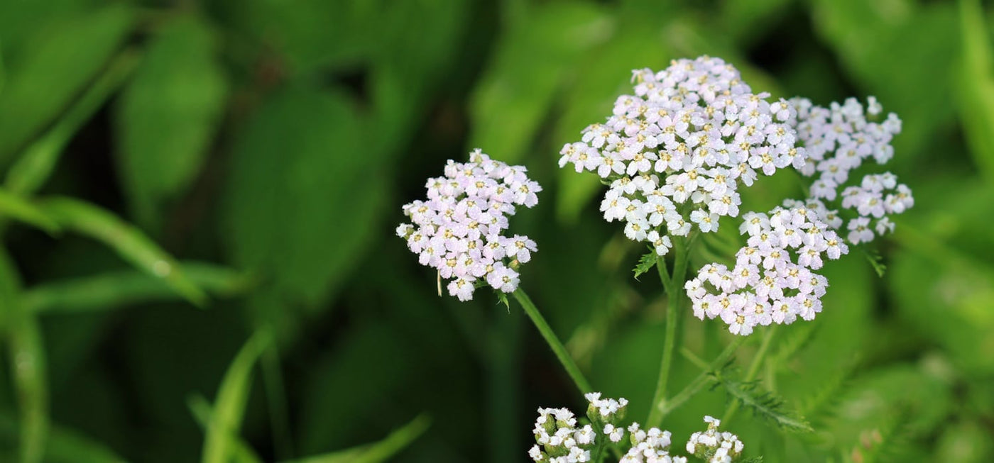 Yarrow (Achillea millefolium)