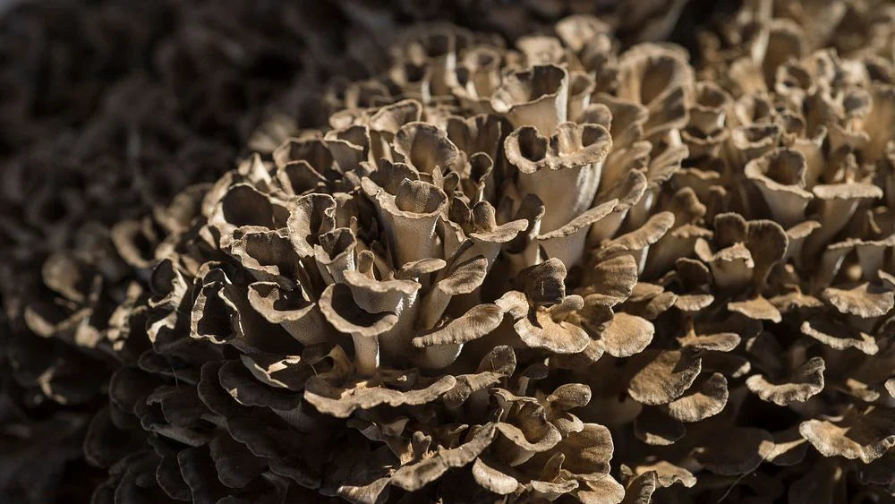 Medicinal Mushrooms