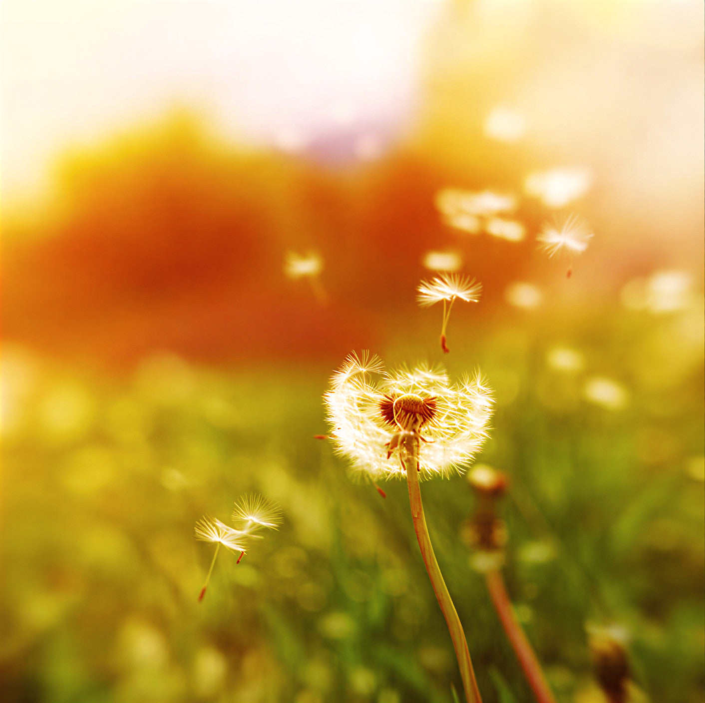 Natural Hayfever Remedies & Herbal Allergy Relief