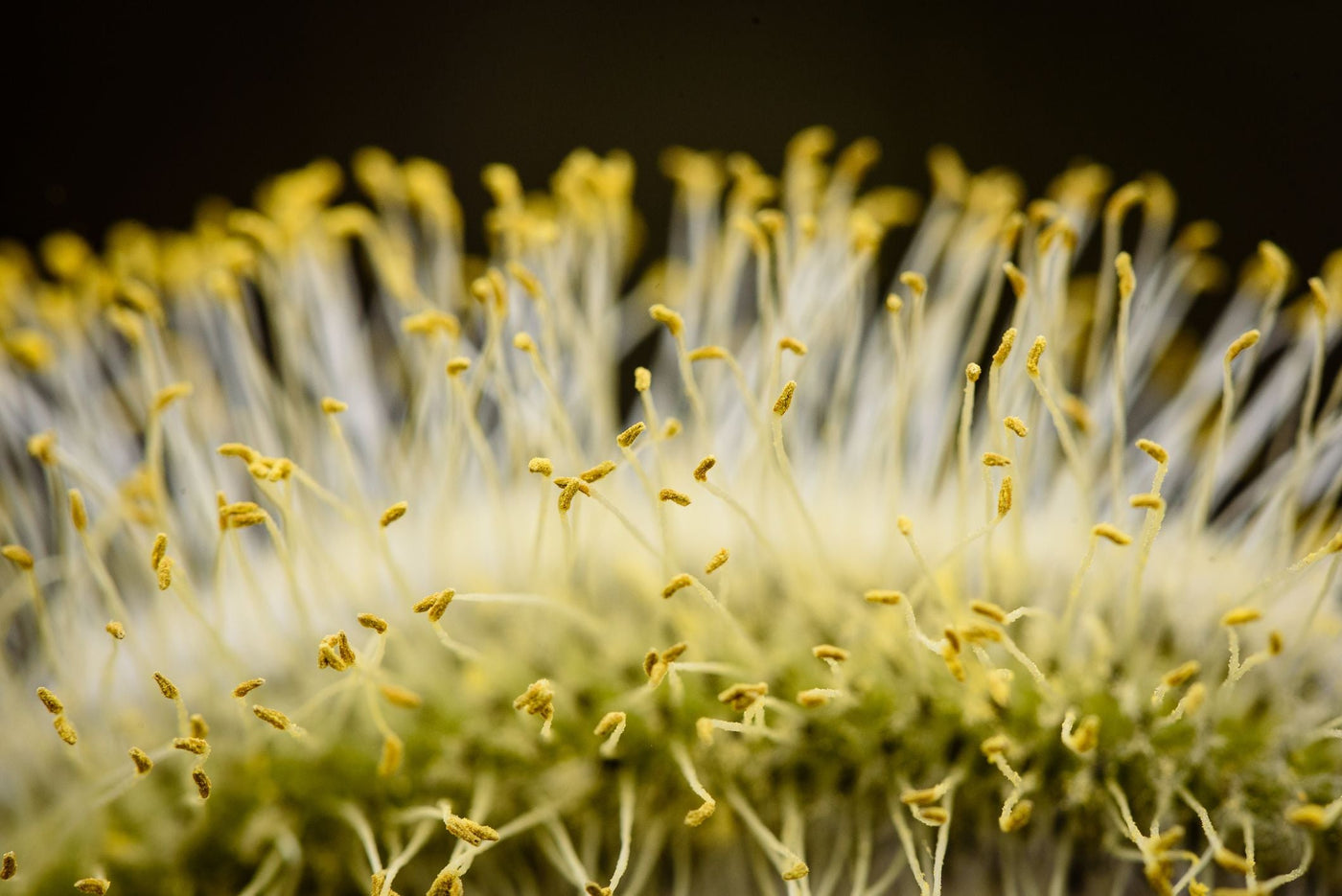 Allergy Support – Natural Relief for Seasonal Symptoms