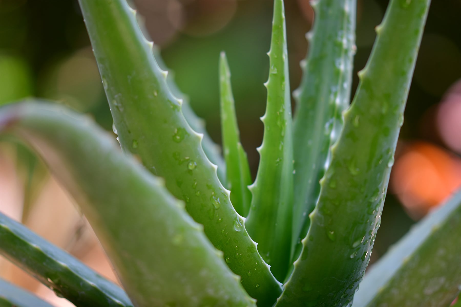 Natural Skincare Products for Sensitive Skin