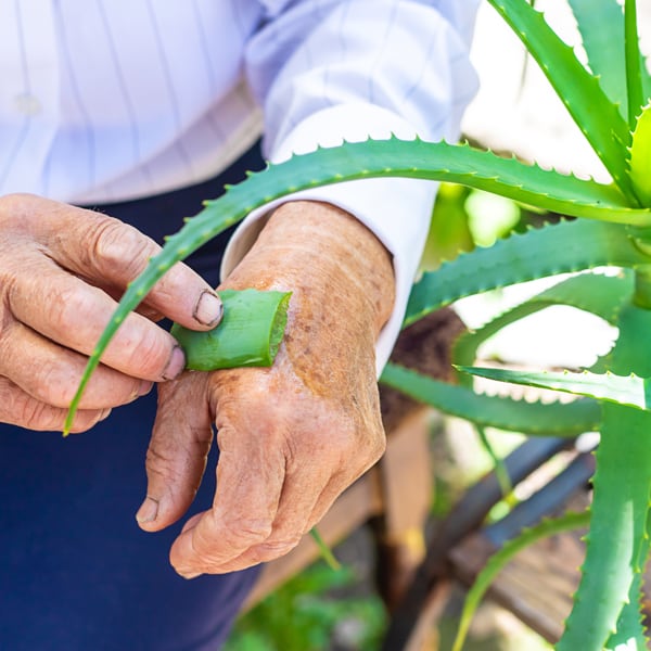 Aloe vera (Aloe barbadensis)