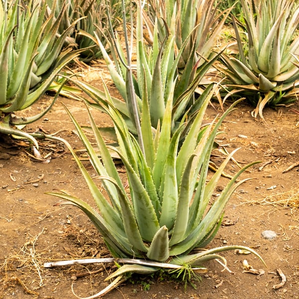 Aloe vera (Aloe barbadensis)