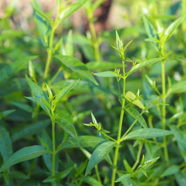 Andrographis Rothii Andrographis (Andrographis paniculata) – Zen Maitri