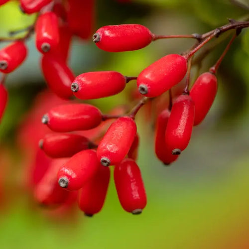 Variberry Barberry (Berberis vulgaris)