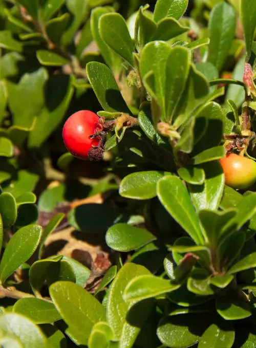Bearberry (Arctostaphylos uva-ursi)