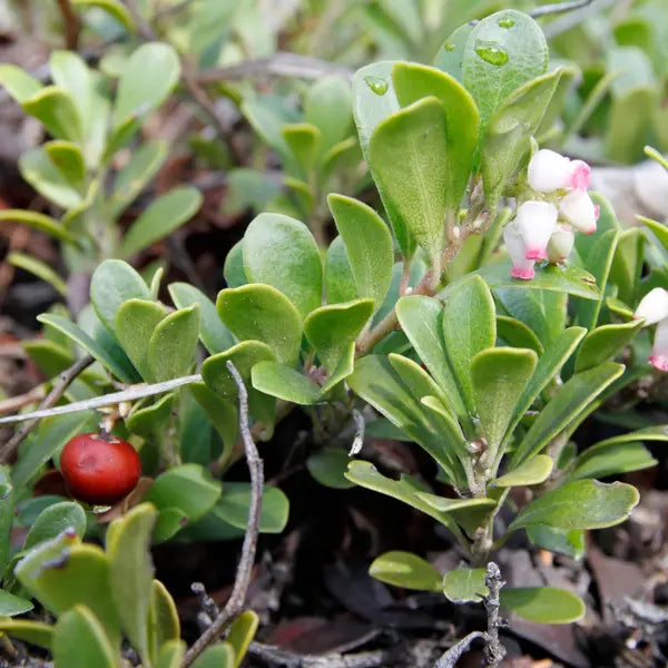 Bearberry (Arctostaphylos uva-ursi)