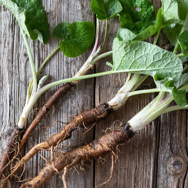 Burdock (Arctium lappa)