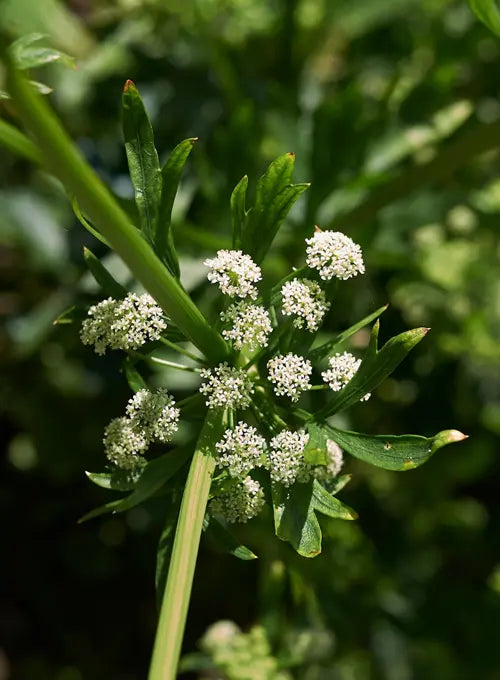 Celery Seed (Apium graveolens)