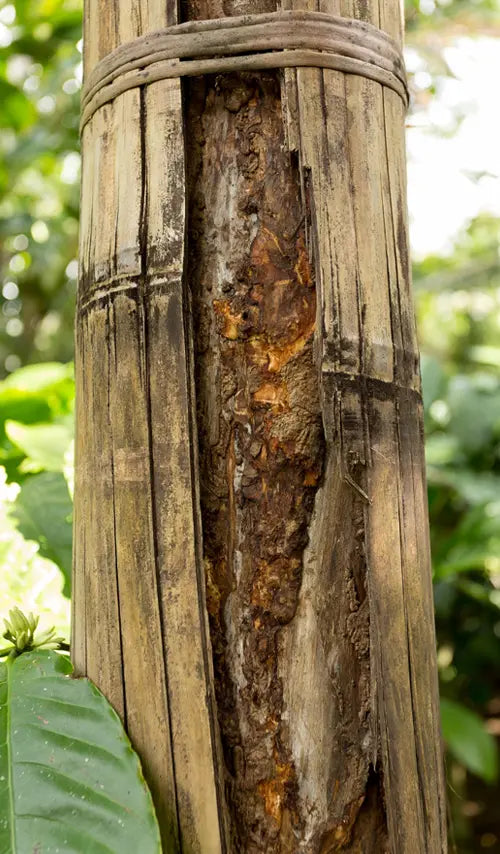 Cinnamon (Cinnamomum verum)
