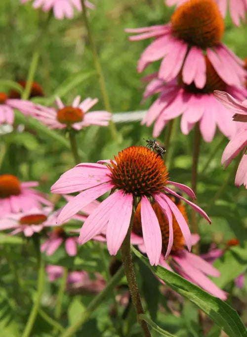 Echinacea (Echinacea angustifolia/purpurea)