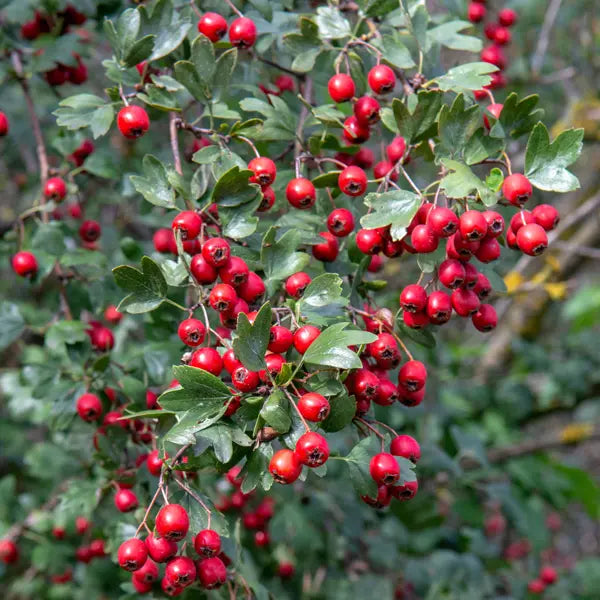 Hawthorn (Crataegus spp.)
