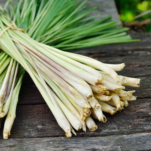 Lemongrass (Cymbopogon citratus)