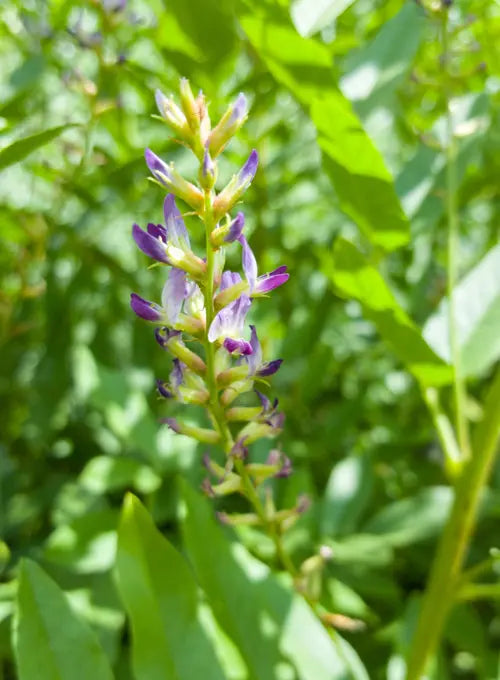 Liquorice (Glycyrrhiza glabra)